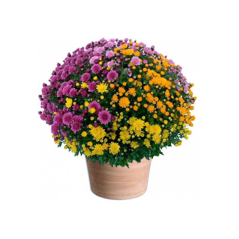 TOUSSAINT FLOWERS CHRYSANTHEM MULTICOLOR