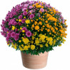 TOUSSAINT FLOWERS CHRYSANTHEM MULTICOLOR