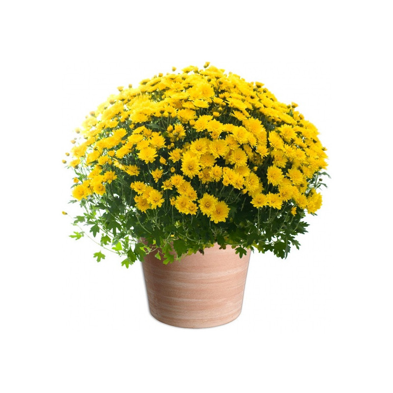 TOUSSAINT FLOWERS CHRYSANTHEM YELLOW