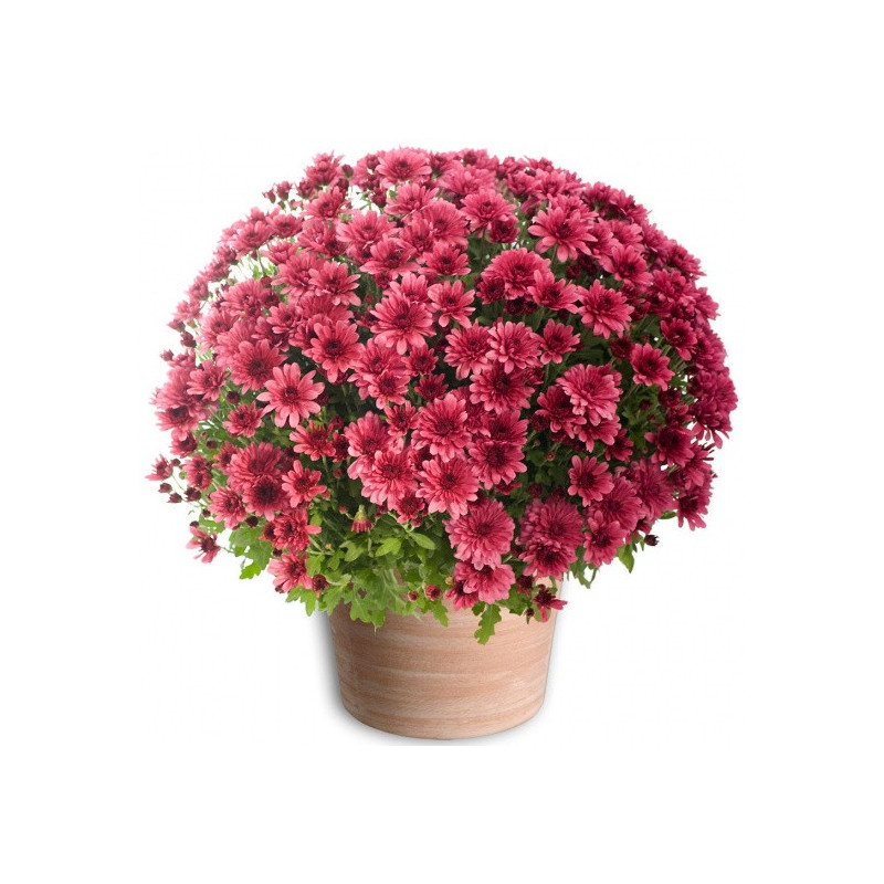 TOUSSAINT FLOWERS CHRYSANTHEM PINK